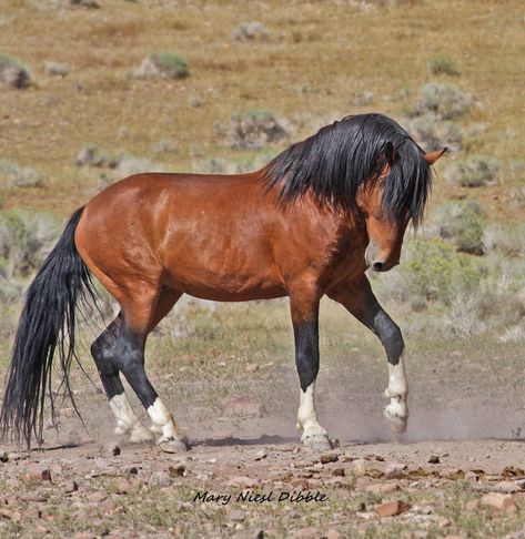 Standard Bay with 4 socks and a star Pretty Mustang Horse, Bay Mustang Horse, Blood Bay Horse, Nature Aesthetic Animals, Mustangs Horse, Dark Brown Horse, Horse Mustang, Mustang Horses, Horse Poses