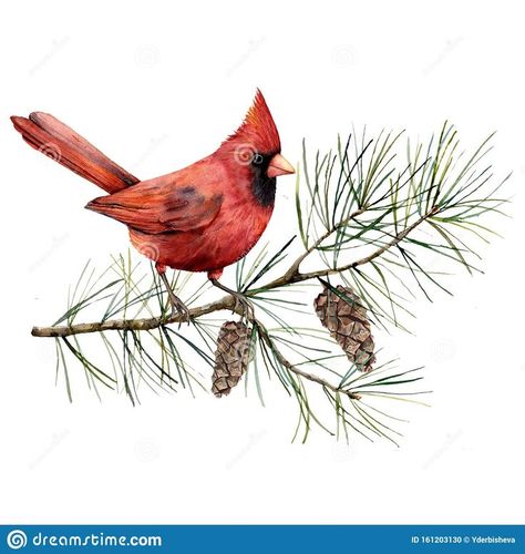 Watercolor Christmas composition with cardinal bird. Hand painted winter card with bird, fir branch and cones isolated on white background. Floral illustration for design, print, fabric or background Watercolor Cardinal, Christmas Composition, Pine Tree Tattoo, Red Panels, Watercolor Christmas Cards, Christmas Bird, Cardinal Birds, Watercolor Christmas, Fabric Panel