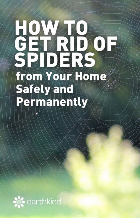 Get rid of spiders safely and permanently. While spiders are crucial for our ecosystems, they can be a real nuisance in the home. Not to mention certain spiders can be venomous! These tips will help you quickly remove spiders and prevent them from coming back. #spiders #repellent #pestcontrol #spiderhelp #essentialoils How To Stop Spiders Coming In The House, Spider Prevention, Spider Infestation, Natural Spider Repellant, Repellent Diy, Home Remedies For Spiders, Spiders Repellent, Spider Control, Bug Spray Recipe