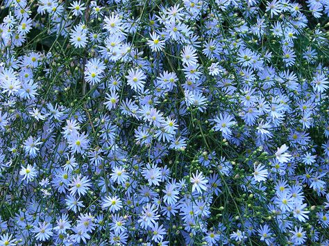 Sky blue aster, Aster oolentangiensis, an Illinois prairie native Blue Aster Flower, Birthday Month Flowers, Live Flowers, Prairie Planting, September Flowers, Rock Garden Plants, Aster Flower, Good Day Sunshine, Full Sun Plants