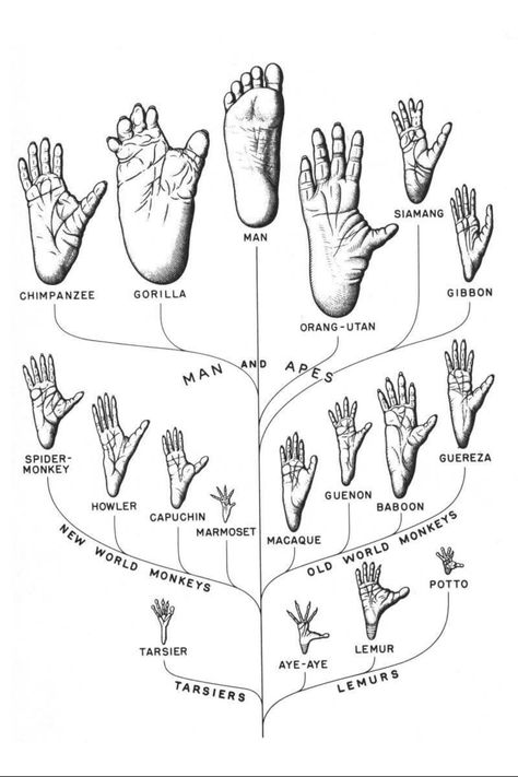 Animal Reference, Human Anatomy And Physiology, Scientific Illustration, Animal Facts, Zoology, Primates, Anthropology, Creature Design, Science And Nature