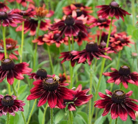 Rudbeckia Hirta, Plant Notes, Prairie Planting, Cherry Brandy, Seed Company, Traditional Garden, Buy Plants, Easy Plants, Plant Combinations