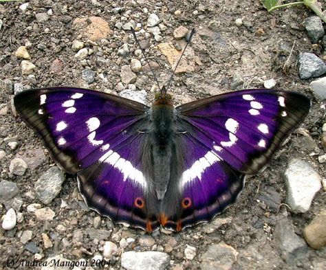 Purple Emperor Butterfly, Purple Moth, Purple Emperor, Dragon Flys, Butterfly Purple, Beautiful Butterfly Photography, Moth Caterpillar, Butterfly Photos, Beautiful Bugs