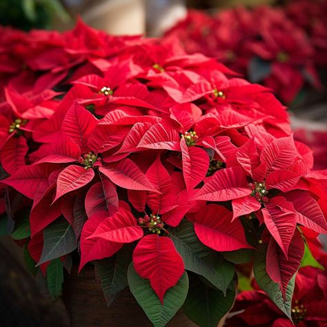 How to Care Your Poinsettia Plant and Keep Bright All Season: Expert Tips How To Take Care Of A Poinsettia Plant, Caring For Poinsettia Plants, How To Care For A Pointsetta Tips, Poinsettia Care Houseplant, How To Care For Poinsettias, Poinsettia Care Tips, Poinsettia Decorating Ideas, Pointsetta Christmas, Poinsettia Tree