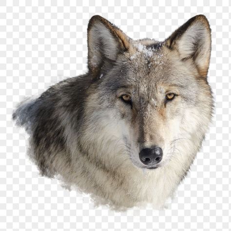 Wolf Png, Wolf Background, Wolf Face, Face Png, Graphic Design Photo, Gray Wolf, Wolf Head, Grey Wolf, Face Stickers