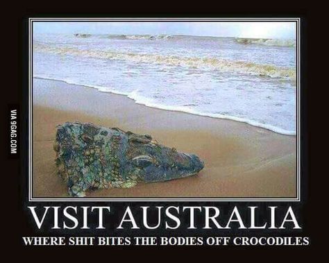 I'm moving there next year and I'm actually scared - 9GAG Aussie Memes, Funny Aussie, Australian Memes, Meanwhile In Australia, Funny Australian, Drop Bear, Australia Funny, Visit Australia, Pictures Of The Week