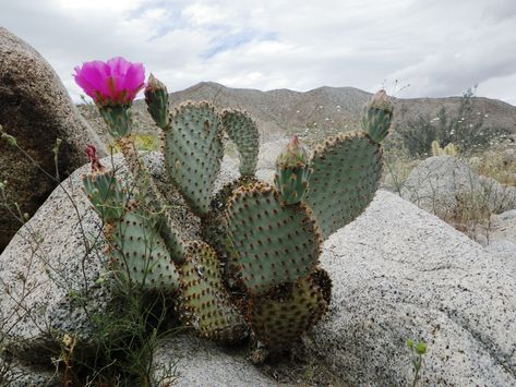 Beavertail Cactus, Opuntia Basilaris, Desert Cactus, Cactus Plants, The Wild, Cool Pictures, Cactus, Plants, Flowers