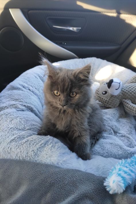 This blue solid ragdoll kitten is making our home a little more adventurous Queen Alice, Ragdoll Kitten, Blue Solid, Home A, Our Home, Kittens, Queen, Animals, Blue