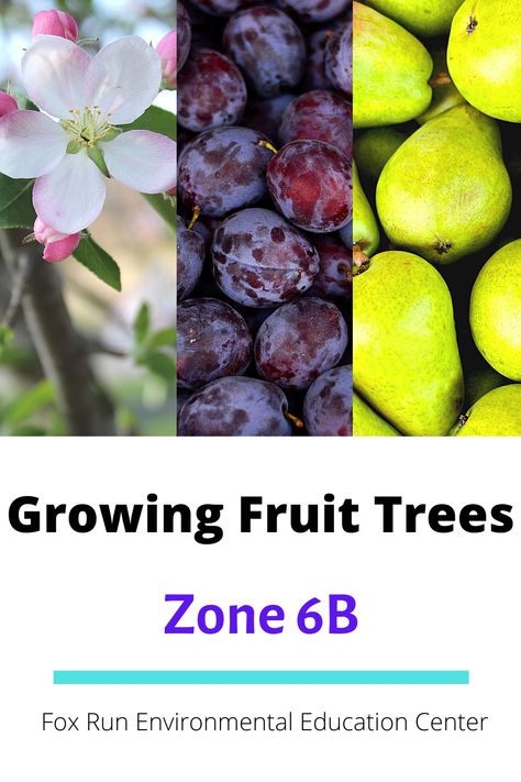 Grow Zone 6b, 6b Planting Zone, Fruit Trees In Zone 6, Zone 6b Plants, Garden Zone 6b, Zone 6b Gardening Vegetables, Zone 6b Gardening, 6b Gardening Zone, Zone 6 Gardening