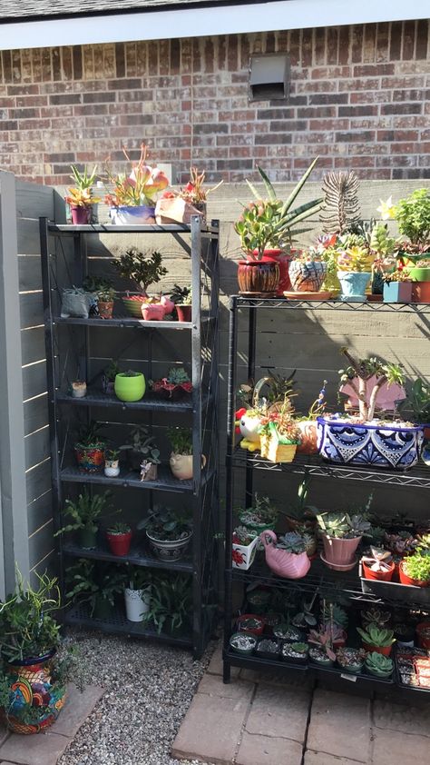 Plants On Shelves, Outdoor Patio Pergola, Home Decor Projects Diy, Succulent Display, Succulent Landscaping, Succulent Garden Diy, Ethnic Home Decor, Inside Plants, Bedroom Crafts