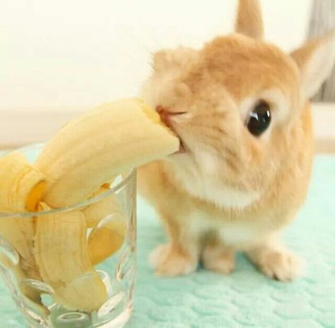 Conejo comiendo plátano. Bunny Eating Banana, Bunnies Eating, Bunny Eating, Healthy Board, Adorable Bunnies, Rabbit Eating, Fluffy Bunny, Bunny Pictures