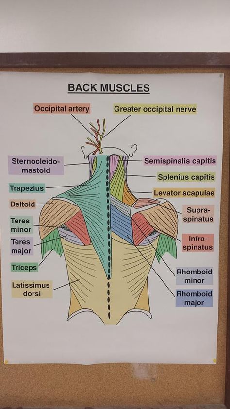 Muscles of the back dissection (Dr. Jackson) Muscles Of The Back, Physical Therapy School, Human Muscle Anatomy, Studie Hacks, Physical Therapy Student, Studera Motivation, Medical School Life, Nursing School Motivation, Basic Anatomy And Physiology