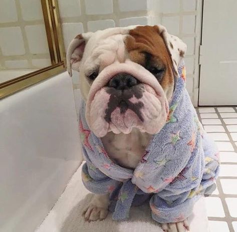 14 Reasons English Bulldogs Are The Worst Indoor Dog Breed Of All Time – The Paws Cute Bulldog Puppies, Bulldog Breeds, Cute Bulldogs, English Bulldog Puppies, Very Cute Dogs, English Bulldog Puppy, Indoor Dog, Bulldog Lover, Bulldog Puppies