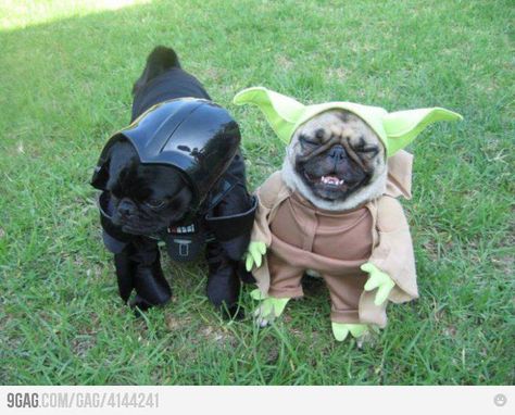 dog costumes Pug Dogs, Dark Vador, Star Wars Costumes, Halloween Animals, Dog Costumes, Puppies Funny, Pug Love, Pet Costumes, Pug Life