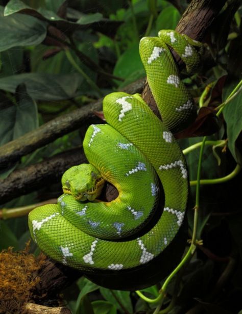 Emerald Tree Boa, Pretty Snakes, Cute Reptiles, Cute Snake, Snake Art, Beautiful Snakes, Green Snake, Deep Skin, Reptiles And Amphibians