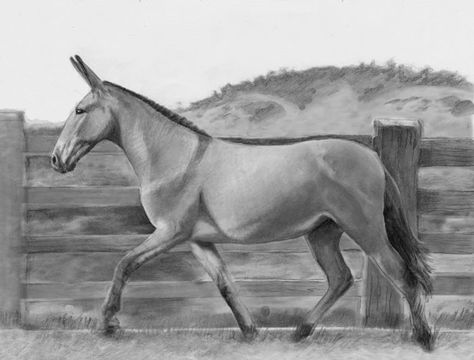 Mule drawing in pencil by Margret Heyn. Mule Drawings, Mule Drawing, Armature Sculpture, Most Beautiful Animals, Majestic Horse, Horse Drawing, Horse Drawings, Horse Coloring, Donkeys