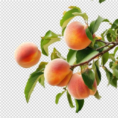 Tattoo Zeichnungen, A White Background, Peaches, Graphic Resources, White Background, White, Quick Saves