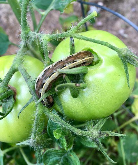 Tomato worm Tomato Worms, Spiders, Bugs, Bugs And Insects