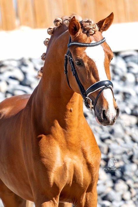 Flaxen Chestnut Horse, Chestnut Warmblood, Horses Chestnut, Chestnut Pony, Kwpn Horse, Horse Colours, Chestnut Horses, Dutch Warmblood, Funny Horse Pictures