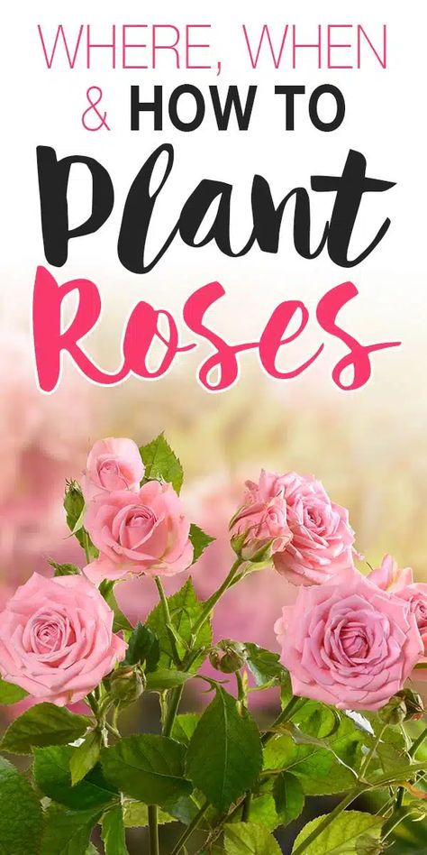 Where, When & How to Plant Roses! • The Garden Glove When To Plant Rose Bushes, Rose Bush Garden Ideas, Rose Beds Garden Ideas, Small Rose Garden Ideas, How To Plant Roses, When To Plant Roses, Planting Rose Bushes, Roses Garden Care, Rose Bush Care