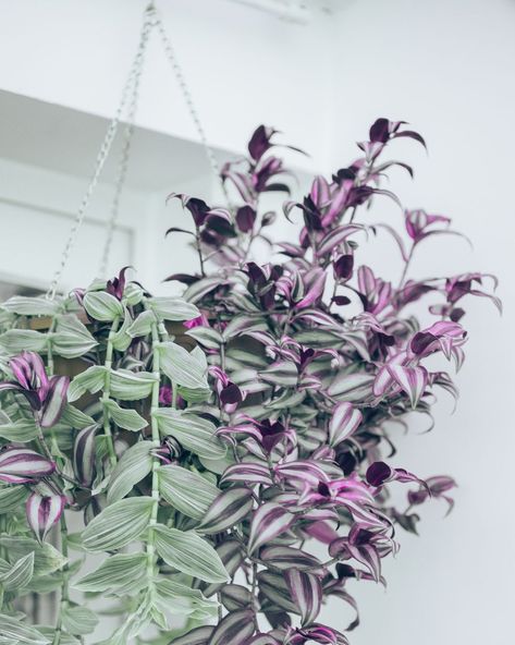 best low light indoor plants Indoor Trailing Plants, Trailing Plants Indoor, Indoor Plants For Low Light, Plants For Low Light, Best Indoor Hanging Plants, Heartleaf Philodendron, Low Light House Plants, Indoor Plants Low Light, Peace Lily Plant