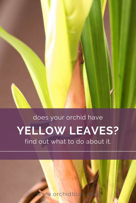 Find out how to treat your orchid's yellowing leaves Leaves Meaning, Orchid Plant Care, Orchid Leaves, Reap What You Sow, Yellow Orchid, Yellow Leaf, Orchid Plant, Orchid Plants, Yellow Leaves