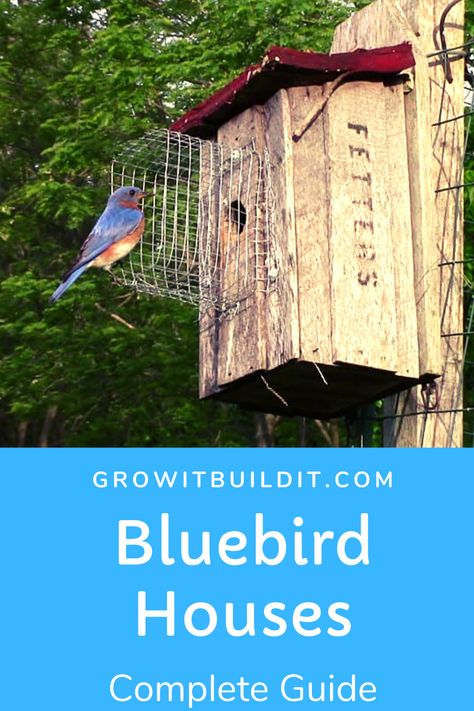 Bird Box Diy, Blue Bird Nesting Boxes, Diy Bluebird House, Bluebird House Plans Diy, How To Attract Bluebirds To Your Yard, Blue Bird Houses Diy, Bird Area In Backyard, Backyard Bird Sanctuary, Nesting Boxes Decor