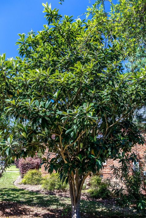 Tree Landscaping, Loquat Tree, Jungle Gardens, London Garden, Edible Landscaping, Food Forest, Olive Gardens, Native Garden, Landscaping Plants