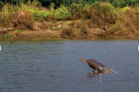 The river is home to a stable population of the Gangetic dolphin (Platanista gangetica), an endangered species according to the International Union for Conservation of Nature Gangetic Dolphin, Stories Of Success, Endangered Species, The River, Dolphins, Mammals, Sound, Science, Nature