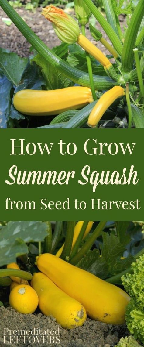 Squash Planting, Growing Summer Squash, Apartment Homesteading, Garden Squash, Gardening Notes, How To Grow Zucchini, Grow Zucchini, Growing Squash, Growing Zucchini