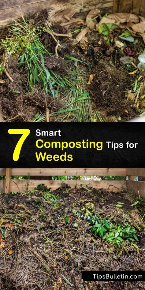 Discover how to compost annual and perennial weeds in the compost bin without spreading weed seeds throughout the lawn and garden. Composting weeds is a great way to turn organic matter into mulch and soil amendment, as long you avoid treated weeds. #compost #weeds Compost Mulch, How To Compost, Compost Tumbler, Compost Pile, Composting Process, Lean To Greenhouse, Bermuda Grass, Composting At Home, Compost Tea