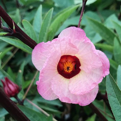 Red Sorrel, Grow Raspberries, Paint Clay, Pruning Hydrangeas, Strawberry Tower, Ornamental Garden, Straw Bale Gardening, Hibiscus Sabdariffa, Straw Bale