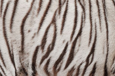 Tiger Fur, Black Jaguar, Real Bodies, Siberian Tiger, White Lion, Tiger Cub, Bengal Tiger, White Leopard, Tree Frogs