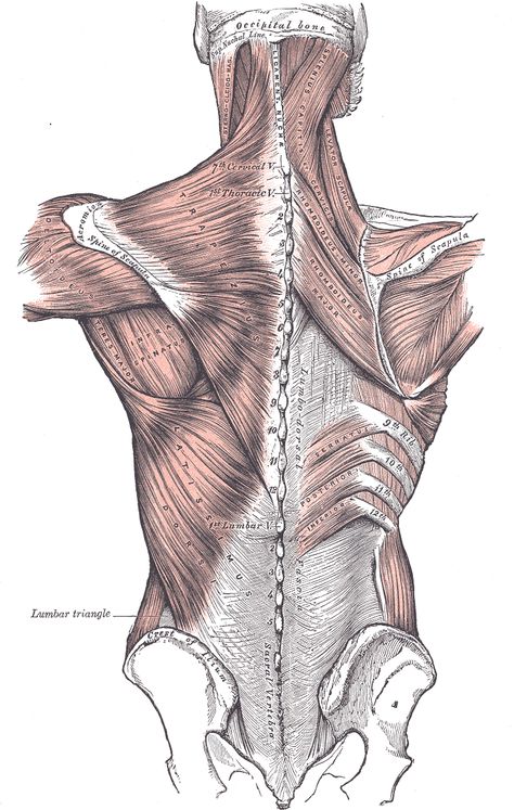 forward. Biceps brachii is at its strongest when your forearm is supinated, and at its weakest when your forearm is pronated (palm turned down). Psoas Release, Anatomy Coloring Book, Middle Back Pain, Craniosacral Therapy, Latissimus Dorsi, Hip Flexor Stretch, Upper Back Pain, Muscle Anatomy, Neck And Shoulder Pain