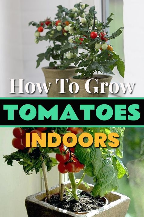 Tomato Plants Indoors, How To Grow Tomatoes Indoors, Growing Plants Indoors Vegetables, Indoor Tomato Garden, Indoor Tomato Plant, Grow Tomatoes Indoors, Vertical Container Gardening, Indoor Garden Apartment, Growing Tomatoes Indoors