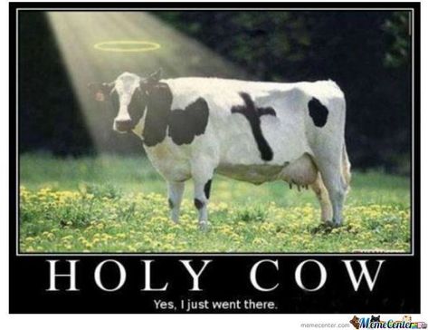 20 Fantastically Funny Cow Memes To Put You In A Happy Moo-d - I Can Has Cheezburger? Cow Slaughterhouse, Cow Meme, Cow Puns, Cow Photos, Christian Stories, Cow Pictures, Cows Funny, Christian Humor, Holy Cow