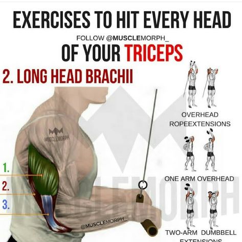 Triceps (Long Head Brachi) V Cut Abs, Gym Workout Chart, Fitness And Health, Fitness Photoshoot, Sport Training, Workout Chart, Triceps Workout, Fitness Photography, Workout Supplements