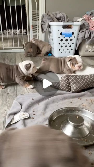 English Bulldog Love on Instagram: "Some of our favorite (and most chaotic) puppy moments 😂

❣️ Do you want to see more cute English Bulldogs? Then follow us.
:
:
:
Cradit: loveabullenglishbulldogs on TikTok
:
:
:
DM for Credit or removal!
:
:
:
#englishbulldog #englishbulldogpuppy #englishbulldoglovers #englishbulldoglife #englishbulldogpuppies #englishbulldoglover #englishbulldogofinstagram #englishbulldogmoments #englishbulldog_feature #englishbulldogworld #englishbulldogs_worldwide #englishbulldogfamily #englishbulldogclub #englishbulldogmom #englishbulldogmix #englishbulldogfanclub #englishbulldogpups #englishbulldogforsale #englishbulldogmodel #bulldogworld #englishbulldogsofig #englishbulldoglove #englishbulldogcommunity #englishbulldogsworldwide" Bulldog Aesthetic, Olde English Bulldog Puppies, Baby English Bulldogs, English Bulldog For Sale, Cute Bulldog Puppies, Bulldog Funny, Cute Bulldogs, English Bulldog Puppies, Old English Bulldog