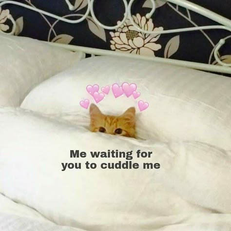 Cuddles Please, Cuddle Cat, Cat Cuddle, Spotify Artist, I Love My Girlfriend, Wholesome Memes, Cute Memes, Love Memes, Funny Reaction Pictures