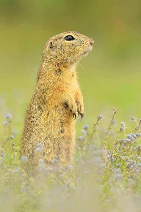 European Ground Squirrel (Spermophilus citellus) / Souslik d'Europe ou spermophile d'Europe / Image by nojafoto (Honza Novák) from instagram Ground Squirrel, From Instagram, Reptiles, Animals, Instagram