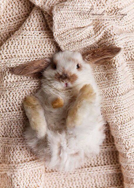 Bunny Rabbit lying on its back on a blanket Nosara, Cute Bunny Pictures, Bunny Pictures, Baby Bunnies, Hamsters, White Rabbit, Sweet Animals, Cute Creatures, Funny Animal