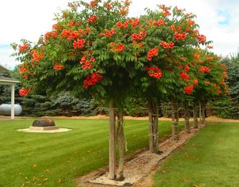 Unruly Trumpet Vine (Campsis radicans) tamed!! This is amazing and took great vigilance. (The plant is known to eat houses.) Campsis Radicans, Trumpet Creeper, Training Vines, Trumpet Vine, Garden Vines, The Secret Garden, Climbing Vines, Alam Yang Indah, In The Fall