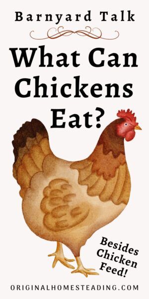 Foods Chickens Can Eat, Can Chickens Eat Tomatoes, What Can Chickens Eat, Sweet Potato Leaves, Sweet Potato Plant, Corn Grain, Chicken Care, Fruit List, Canned Meat