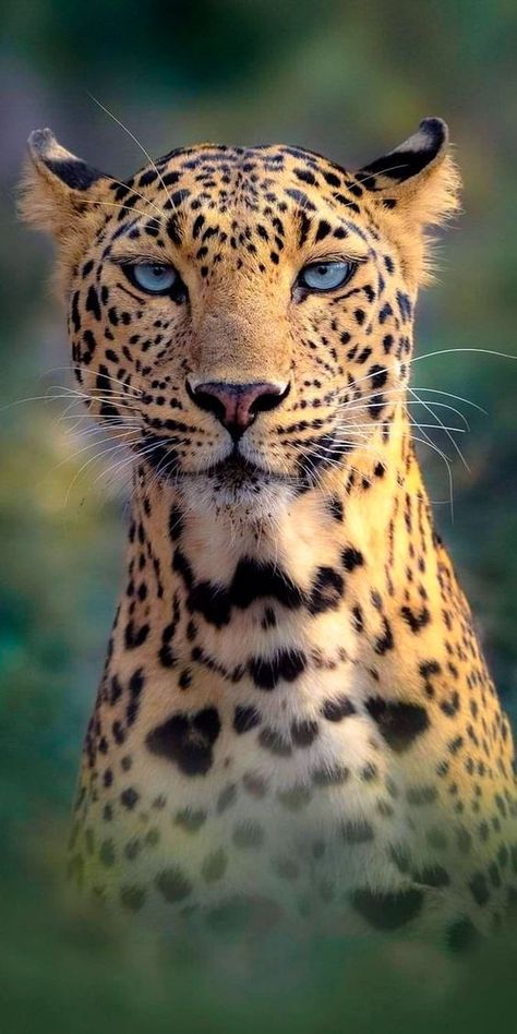 Regard Animal, Big Cats Photography, Ear Tattoo Ideas, Leopard Art, Wild Animals Pictures, Exotic Cats, Your Higher Self, Spirit Guide, Inner Guidance