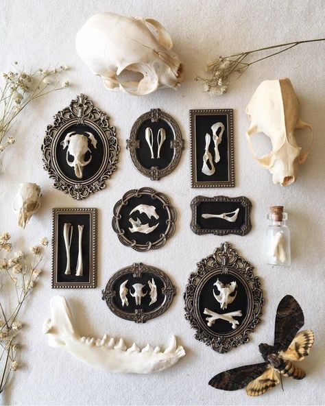 Artwork At Home, Owl Pellets, Oddities Decor, Taxidermy Decor, Taxidermy Art, Bone Crafts, Dark Home Decor, Witchy Crafts, Bone Art