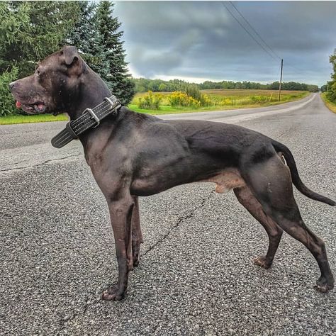 Conditioned and working dogs on Instagram: “@canineathletes  Use #lowfatdogies to be featured  #fitdog #fitdogs #dog #dogs #workingdog #pet #petsofinstagram #apbt…” Apbt Dog, Fit Dogs, Bully Breeds Dogs, Nanny Dog, Dogs Breeds, Dog Poses, American Pitbull, Feral Cats, American Pit