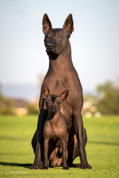 Mini and standard Xoloitzcuintle Hairless Dog Breeds, Bunbury Australia, Anubis Dog, Xolo Dog, Hairless Dogs, Mexican Hairless Dog, Hairless Dog, Rare Dogs, Scary Dogs