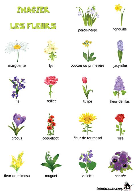 Imagier à imprimer, les fleurs French Flashcards, Landscape Design Drawings, French Teaching Resources, French Education, Toddler Education, Learning English For Kids, French Classroom, Flower Cart, French Vocabulary