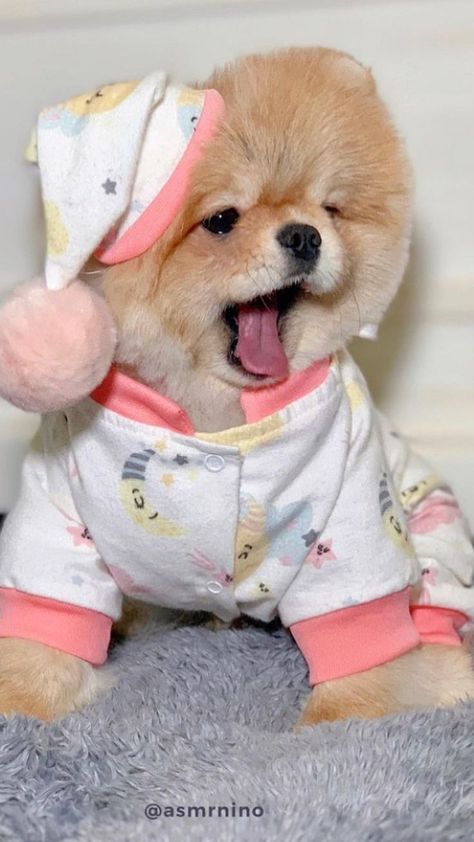 dog with clothes #pomeranian #doglovers Dog With Clothes, Teddy Bear Pomeranian, Baby Pomeranian, Pomeranian Dog, Pomeranian Puppy, Cute Pugs, Fluffy Cat, Baby Dogs, Dog Tshirt