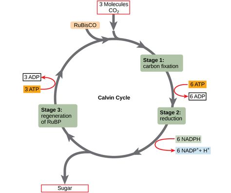 A Level Notes AQA: Energy Transfer In And Between Organisms: - Light ... Light Dependent Reaction, A Level Notes, Glycolysis Pathways, Calvin Cycle, Plant Biology, Light Reaction, Science Cells, Electron Transport Chain, Biology Revision